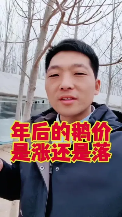 年后的鹅价，到底怎么样？是涨还是落？#科学养鹅 #养鹅人 #三农养殖 #养鹅技术分享 #狮头鹅养殖