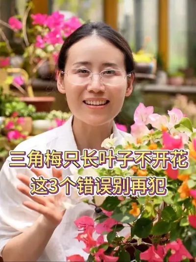 三角梅只长叶子不开花，这3个错误别再犯#三角梅 #三角梅养护 #花卉绿植 #养花小知识 #养花人的乐趣