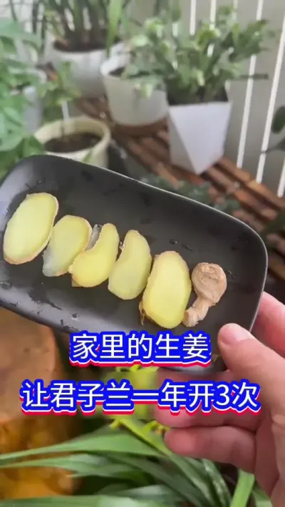 君子兰开花不断的秘密#君子兰 #养花小知识 #英子园艺