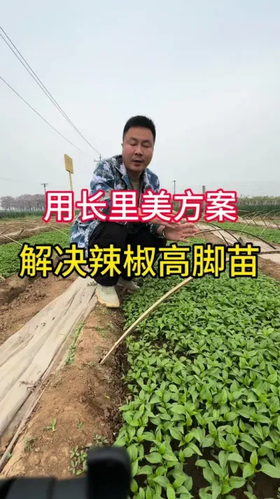 解决高脚苗方案#辣椒的管理方法和技巧 #关注我每天分享种植知识 #辣椒 #辣椒苗 #辣椒高产