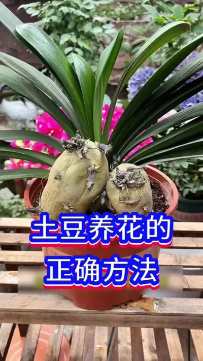 土豆养花小技巧#养花小知识 #花卉绿植 #养花人的乐趣