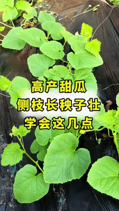 高产甜瓜，侧枝长，秧子壮，学会这几点！#甜瓜种植技术 #甜瓜种植 #分享农业知识帮农民增产增收 #农业种植 #甜瓜侧枝