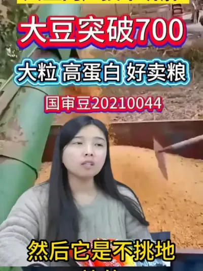 高产多荚大金豆，火遍黄淮河地区 #服务三农支持三农 #种子 #抖音助农 #优质农产品