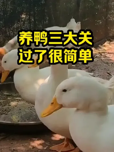 养鸭三大关，过了很简单 #抖音三农#养殖#养鸭