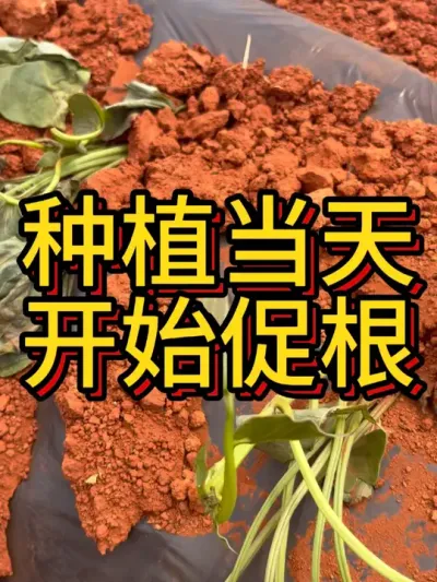 种植当天的定根水很重要#农业种植 #红薯高产 #红薯种植 #红薯种植技术 #节点施肥