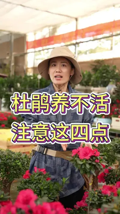 你也觉得家里养不好杜鹃吗#杜鹃花 #花卉绿植 #花卉 #杜鹃花养护 #杜鹃花酸
