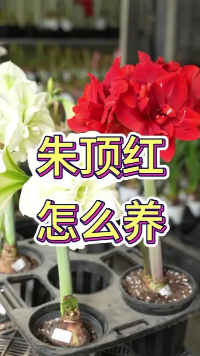 朱顶红要怎么养#朱顶红 #花卉绿植 #养花小知识 #花卉 #我爱养花