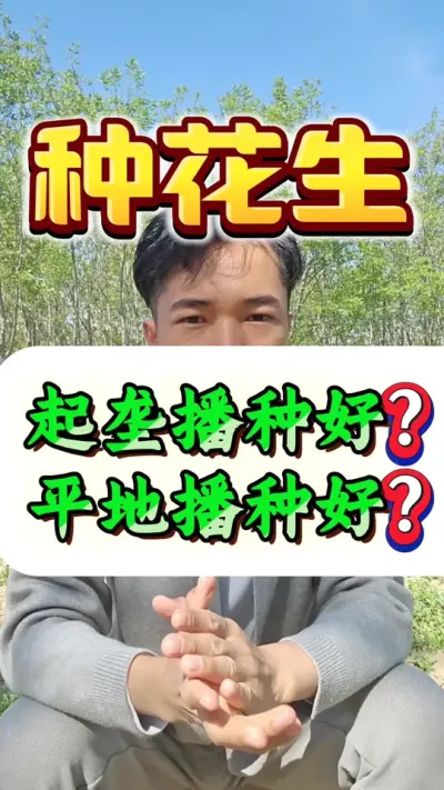 春花生起垄播种好？还是平地播种好？#种花生 #花生种植 #花生高产 #花生种植管理技术 #花生高产种植