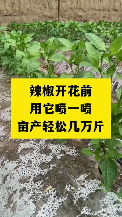 辣椒种植用它喷一喷，亩产轻松破万斤#分享农业知识帮农民增产增收 #三农 #抖音助农
