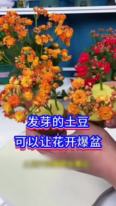 土豆养花#养花小知识 #三农 #英子园艺