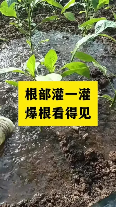 无激素快速生根壮苗，植株健壮长势好成活率高#生根剂 #农业种植 #分享农业知识帮农民增产增收