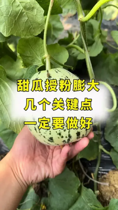 甜瓜授粉膨大，几个关键点，一定要做好！#农业种植 #甜瓜种植技术 #甜瓜授粉 #甜瓜膨大 #甜瓜管理
