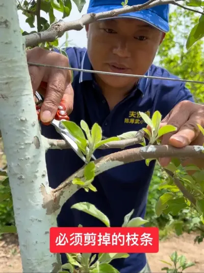 #新农人计划2025 #我的乡村生活 #果树管理 #果树种植 #病虫害防治
