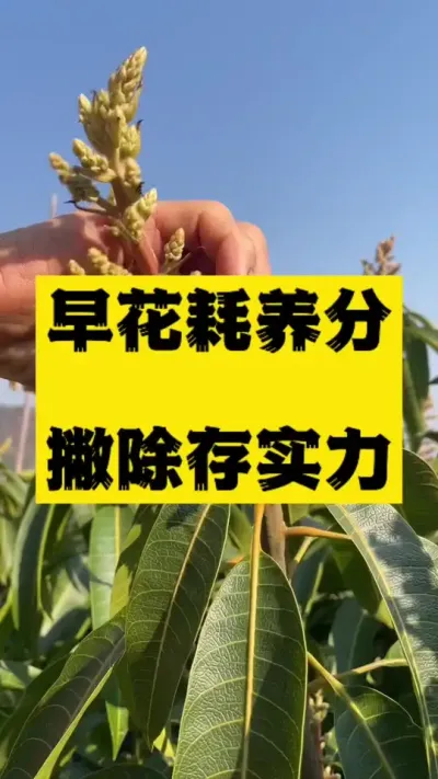 早花消耗营养，撇除保存实力保障二批花顺利出 #农业技术推广 #病虫害防治 #种植小技巧