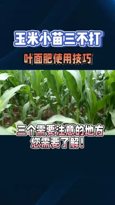 叶面肥使用技巧