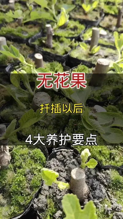 无花果扦插以后4大养护要点#无花果#种植小技巧