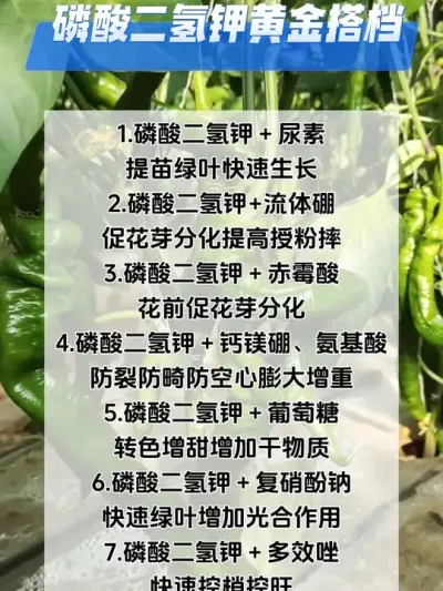 磷酸二氢钾黄金搭档#农业种植技术 #分享农业知识帮农民增产增收 #抖音助农