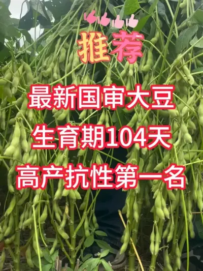 最新国审大豆，生育期104天，高产抗性数第一 #服务三农支持三农 #农业种植 #新农人计划