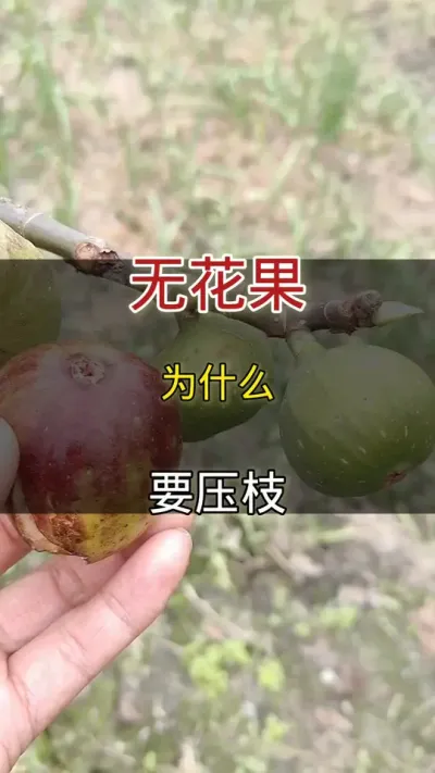 无花果为什么要压枝##种植小技巧