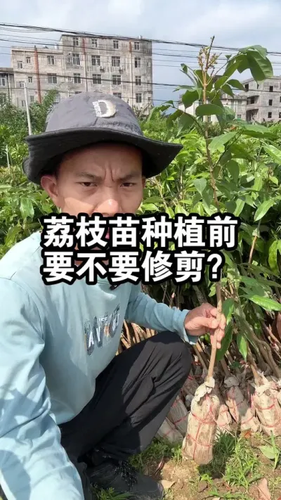 荔枝苗种植前，要不要修剪呢？ #果树种植 #荔枝苗 #妃子笑荔枝
