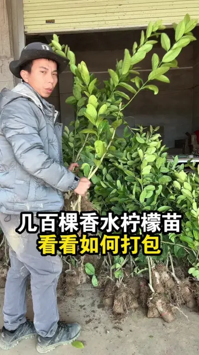 广东香水柠檬收购5~6元1斤了，带你看看香水柠檬苗，如何打包 #果苗供应 #广东香水柠檬 #香水柠檬