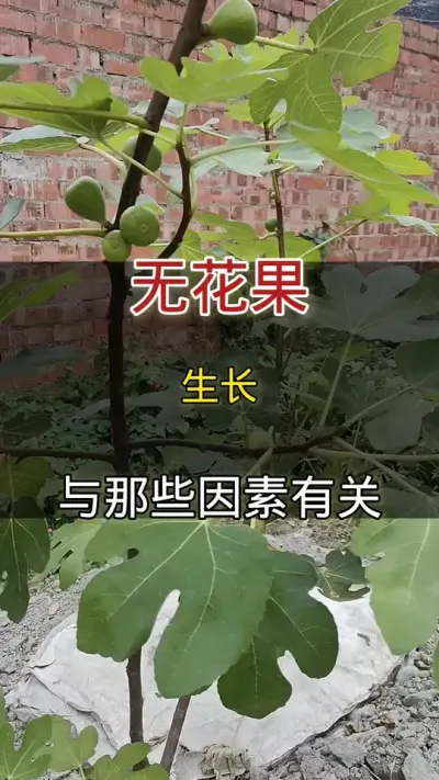 无花果生长与那些因素有关#无花果#种植小技巧