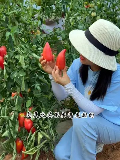 比芒果还好吃的番茄，就是芒果蜜番茄，自己种植很简单 #田园生活 #在家种菜 #芒果蜜番茄