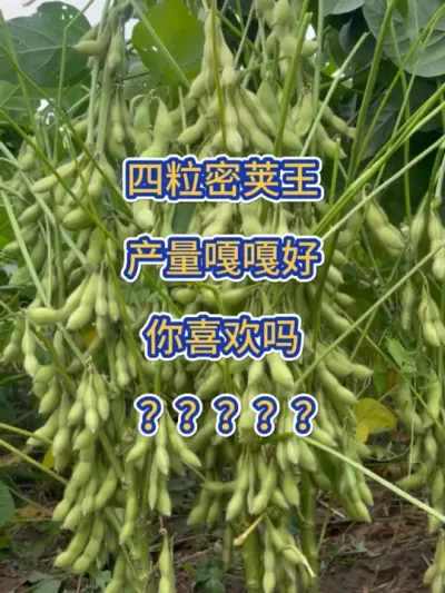四粒密荚王，产量嘎嘎好 #服务三农支持三农 #抖音助农 #三农 #农业种植 #大豆高产