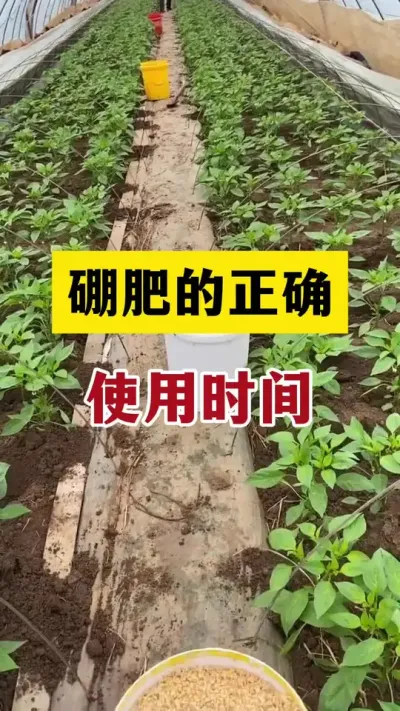 硼肥的正确使用时间和三个黄金搭档，用对了效果翻倍增产又增收 #三农种植 #分享农业知识帮农民增产增收 #三农 #硼肥