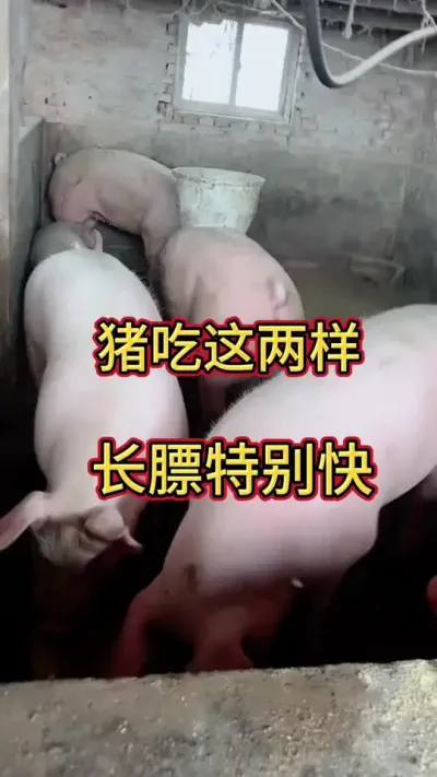 #养猪人加油干 #自繁自养 #养猪人不容易 #三农养猪 #仔猪