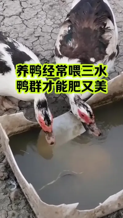 养鸭经常喂三水，鸭群才能肥又美#抖音三农#养鸭#养殖