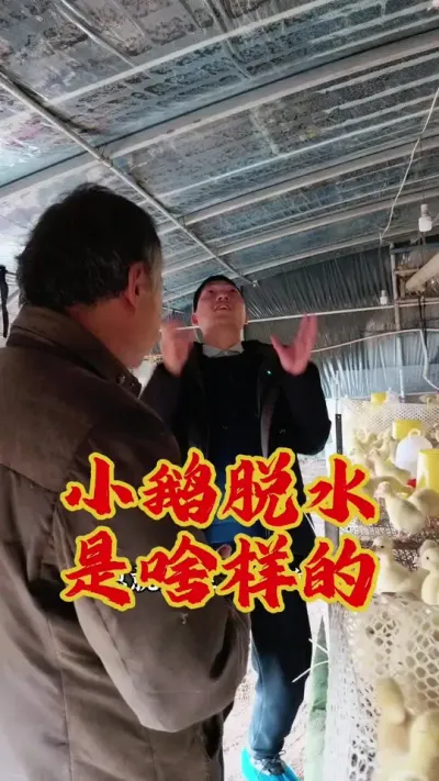 小鹅脱水的症状，你见过吗？#养鹅技术分享 #科学养鹅 #狮头鹅养殖 #养鹅人 #三农养殖