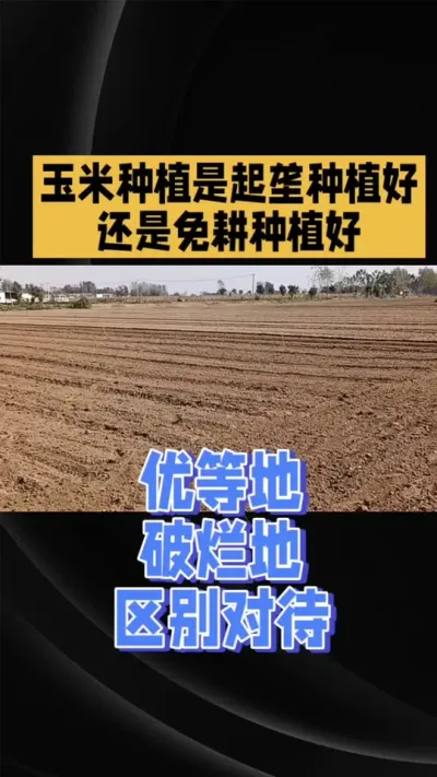 起垄还是免耕？