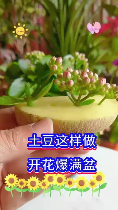 土豆养花，开花爆盆#英子园艺 #花卉绿植 #养花小知识
