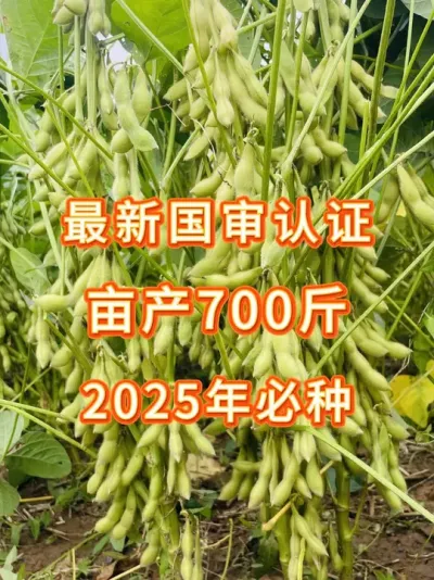 亩产700斤火爆黄淮海地区 #三农流量扶持计划 #抖音助农扶农 #大豆种植 #农业种植 #三农小知识