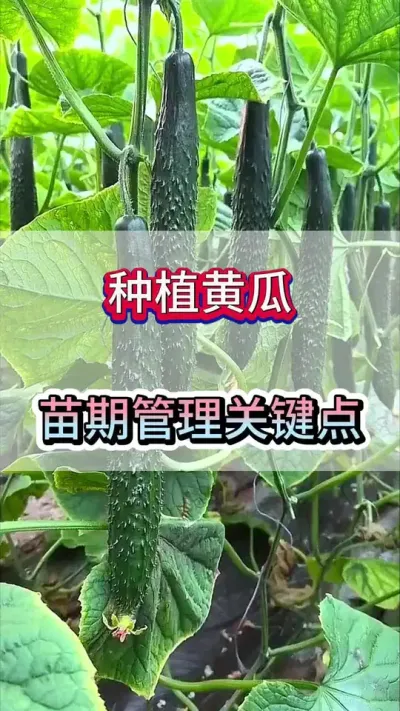 种植黄瓜苗期管理关键点 #黄瓜 #黄瓜种植 #黄瓜高产种植 #服务三农支持三农 #三农