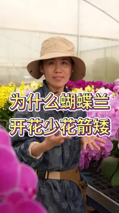 为什么家里的蝴蝶兰养不好#花卉绿植 #花卉 #蝴蝶兰养护法 #年宵花 #蝴蝶兰