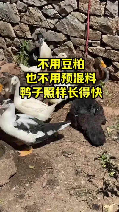 不用豆粕，不用预混料，鸭子照样长得快#抖音三农#养鸭#养斗
