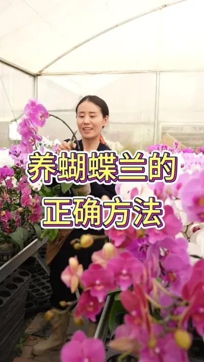 蝴蝶兰不舍得剪？不要心疼，有舍才有得#蝴蝶兰 #花卉绿植 #年宵花 #花卉 #蝴蝶兰修剪