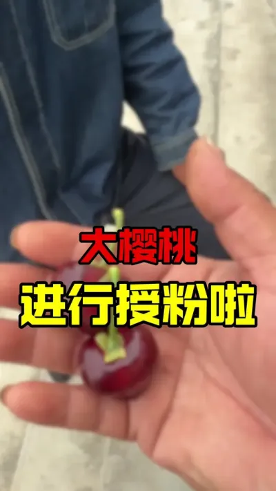 大樱桃第一次点花#大樱桃种植管理 #车厘子树苗 #果树管理 #美早樱桃