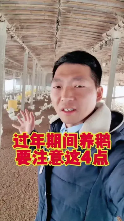 过年期间养鹅，4点注意事项。#科学养鹅 #养鹅人 #三农养殖 #养鹅技术分享 #狮头鹅养殖