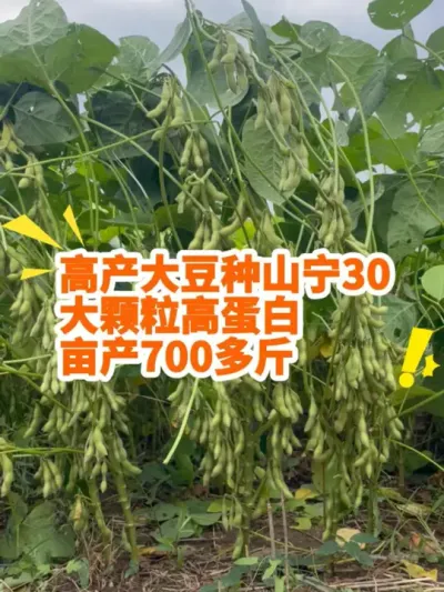 高产大豆种山宁30，大颗粒高蛋白的，亩产700多斤 #服务三农支持三农 #抖音助农 #大豆 #大豆高产 #高产大豆