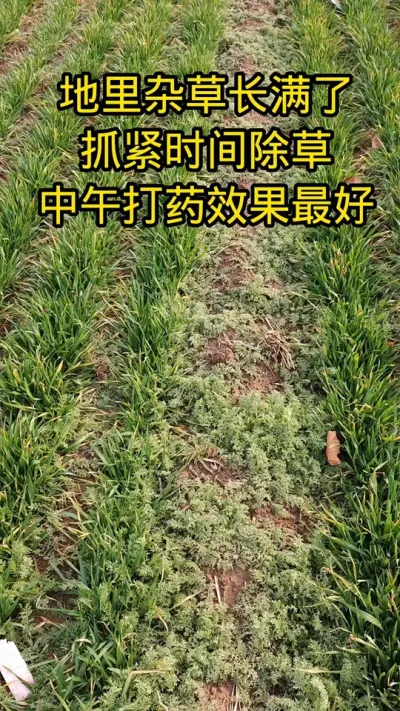 #病虫害防治 #小麦除草#农民种地不容易