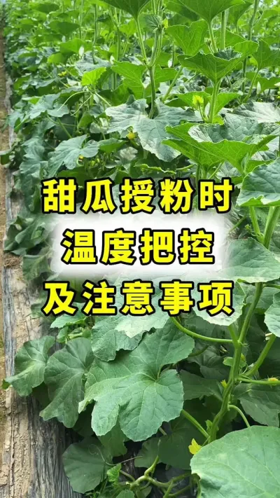 甜瓜授粉时温度及注意事项！#甜瓜种植 #甜瓜授粉 #传播农业小知识 #甜瓜种植技术 #农业种植