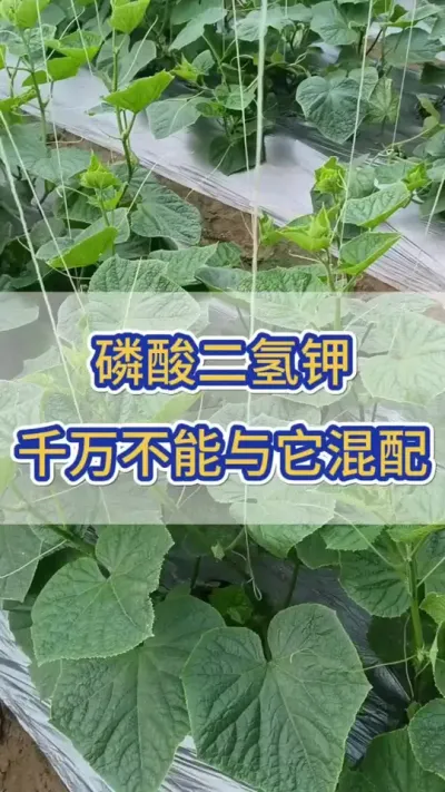 磷酸二氢钾，千万不能和它混配 #黄瓜 #黄瓜种植 #磷酸二氢钾 #三农 #服务三农