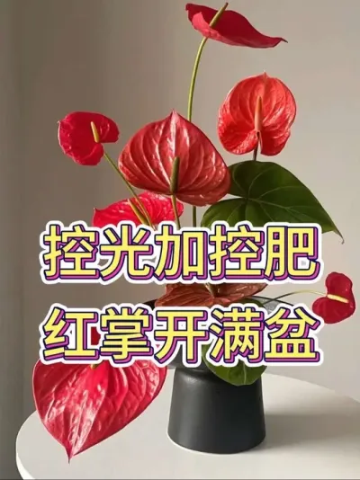 控光加控肥，红掌开满盆#红掌 #红掌盆栽 #红掌养护 #花卉绿植 #养花小知识