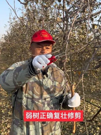 #病虫害防治 #农业技术推广 #新农人计划2024 #果树管理技术 #苹果树修剪