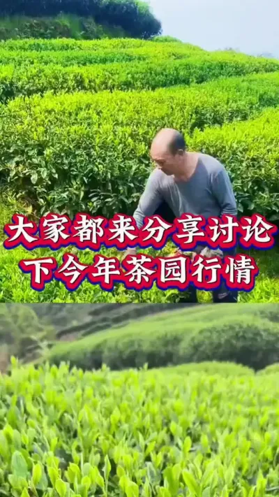 #服务三农支持三农 #茶树 #茶树种植技术与管理 #茶树修剪 茶青多少一斤