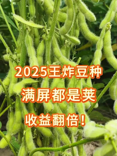 这豆荚是粘上去的么！满屏都是荚 #大豆种植 #三农流量扶持计划 #抖音助农 #增产增收才是硬道理 #扶农助农