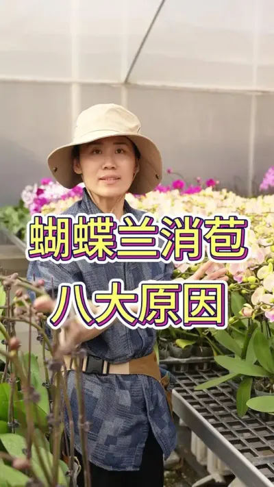 家里的蝴蝶兰消苞了是为什么#蝴蝶兰 #花卉绿植 #年宵花 #蝴蝶兰养护法 #花卉
